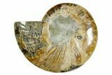 Cut & Polished Ammonite Fossil (Half) - Madagascar #369600-1
